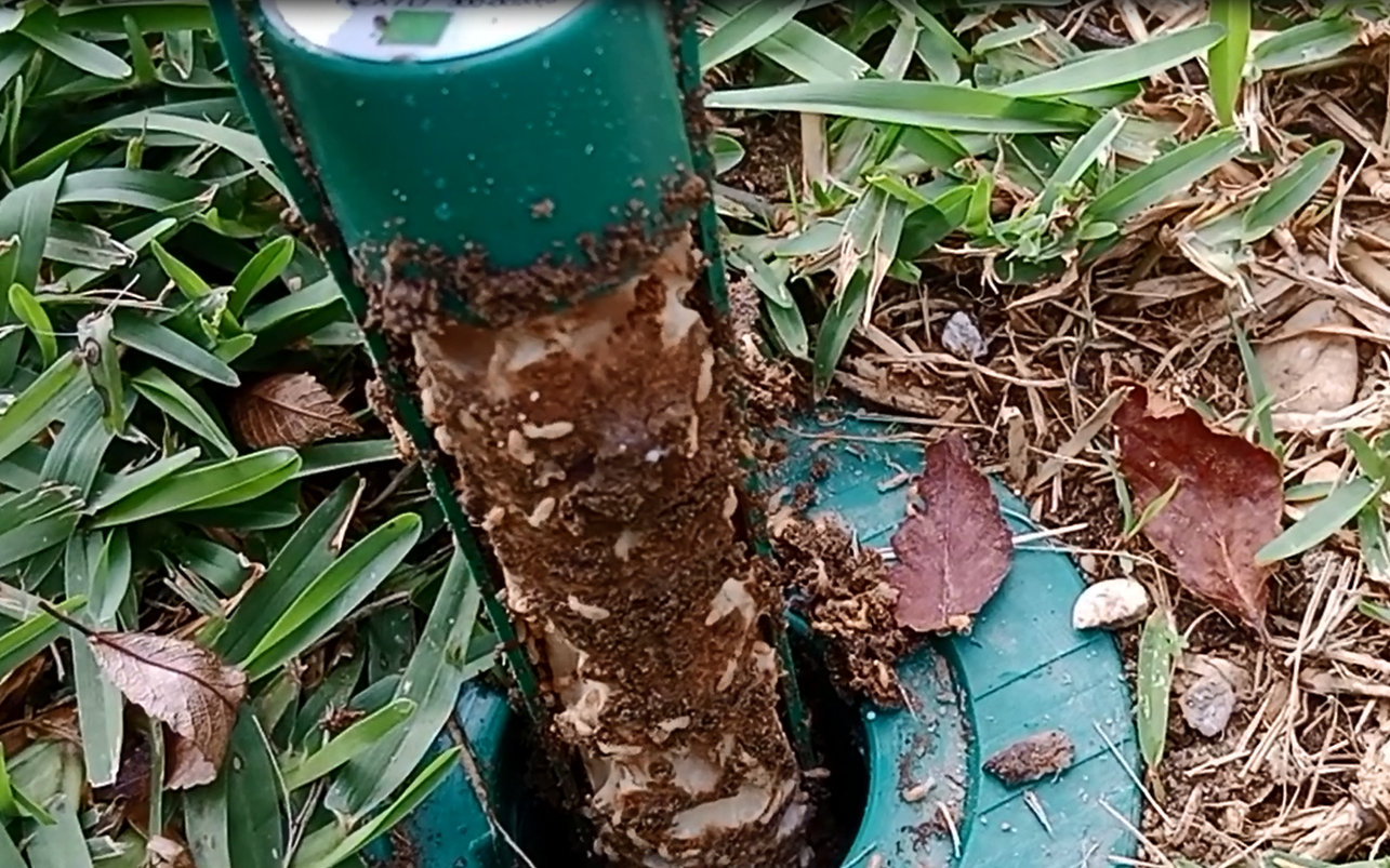 Termites- finding so many because of the weather